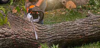 Best Tree Health Inspection  in Manchester, MD