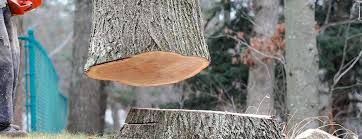How Our Tree Care Process Works  in  Manchester, MD