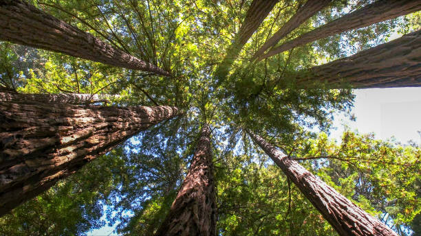 Best Tree Maintenance Programs  in Manchester, MD