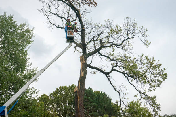 Best Tree Preservation Services  in Manchester, MD