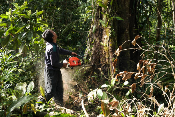 Best Commercial Tree Services  in Manchester, MD