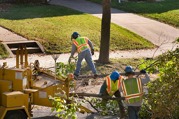 Professional Tree Removal in Manchester, MD