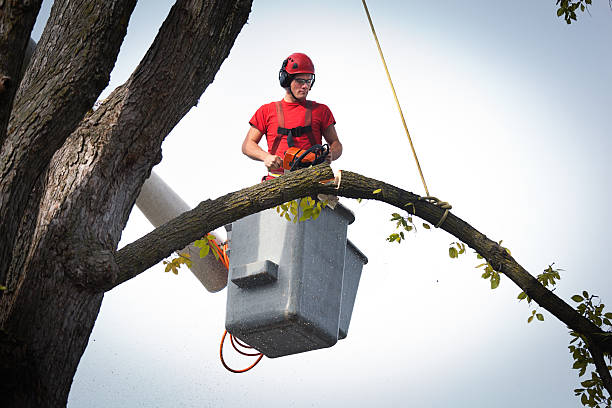  Manchester, MD Tree Removal Pros