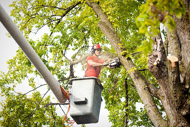 Best Utility Line Clearance  in Manchester, MD